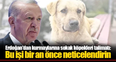 Erdoğan'dan kurmaylarına sokak köpekleri talimatı: Bu işi bir an önce neticelendirin