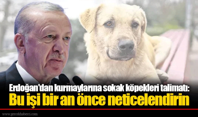 Erdoğan'dan kurmaylarına sokak köpekleri talimatı: Bu işi bir an önce neticelendirin