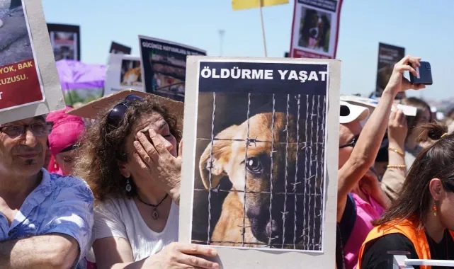 Hayvan hakları savunucuları miting düzenledi: Toplayamazsın, hapsedemezsin, öldüremezsin!