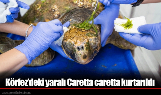 Körfez’deki yaralı Caretta caretta kurtarıldı