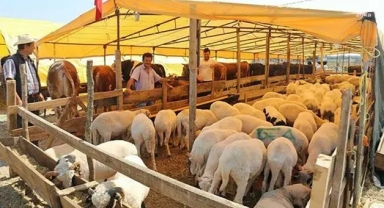 Kurban dolandırıcılarına karşı uyarı: Ucuz sitelerden uzak durun