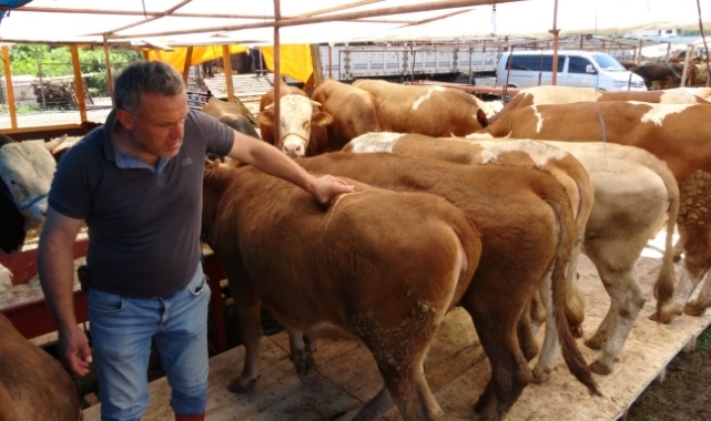 Kurban pazarlarında sıkı pazarlıklar başladı