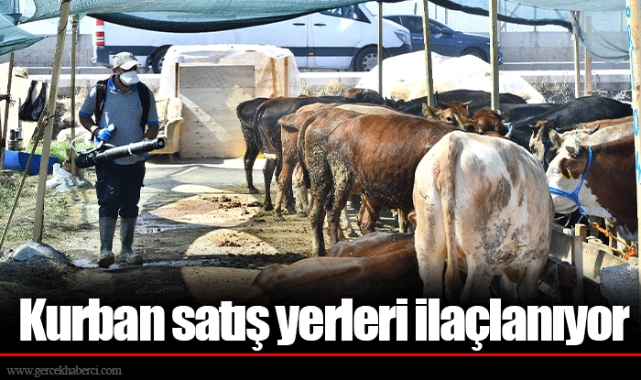 Kurban satış yerleri ilaçlanıyor
