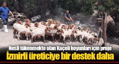 Nesli tükenmekte olan Kaçeli koyunları için proje