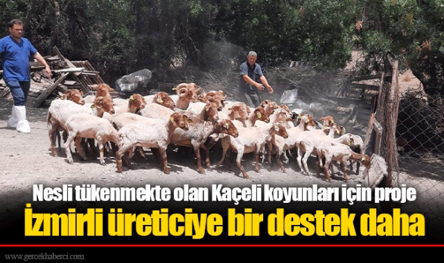 Nesli tükenmekte olan Kaçeli koyunları için proje