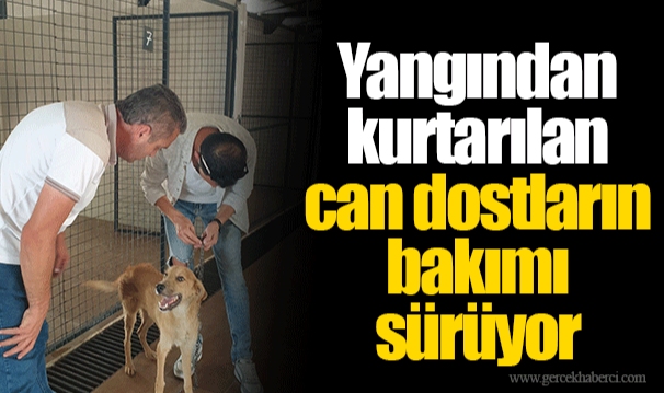 Yangından kurtarılan can dostların bakımı sürüyor