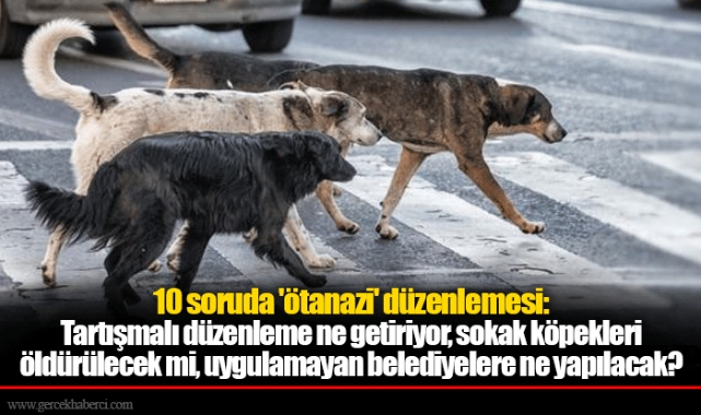 10 soruda 'ötanazi' düzenlemesi: Tartışmalı düzenleme ne getiriyor, sokak köpekleri öldürülecek mi, uygulamayan belediyelere ne yapılacak?