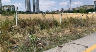 Ankara'da 6 Sokak Köpeği Boş Arazide Ölü Bulundu: 'Yıldırım Düştü' İddiası