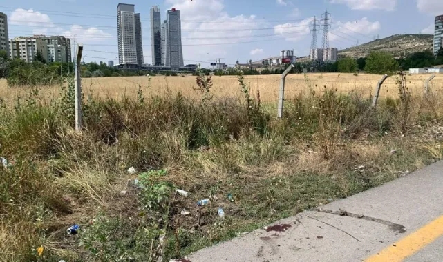 Ankara'da 6 Sokak Köpeği Boş Arazide Ölü Bulundu: 'Yıldırım Düştü' İddiası