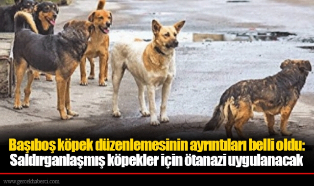 Başıboş köpek düzenlemesinin ayrıntıları belli oldu: Saldırganlaşmış köpekler için ötanazi uygulanacak