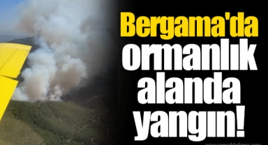 Bergama'da ormanlık alanda yangın!