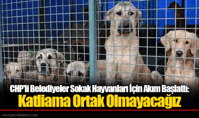 CHP'li Belediyeler Sokak Hayvanları İçin Akım Başlattı: Katliama Ortak Olmayacağız