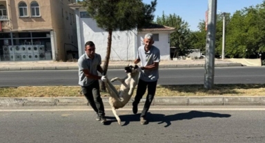 DEM Partili Silvan Belediyesi sokaklardan köpekleri toplamaya başladı!