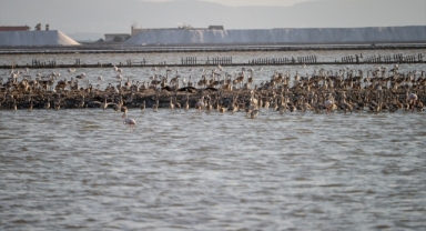 Flamingo adasının yeni sakinleri kıtalar arası uçuşa hazırlanıyor