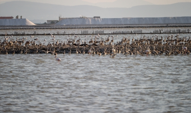 Flamingo adasının yeni sakinleri kıtalar arası uçuşa hazırlanıyor