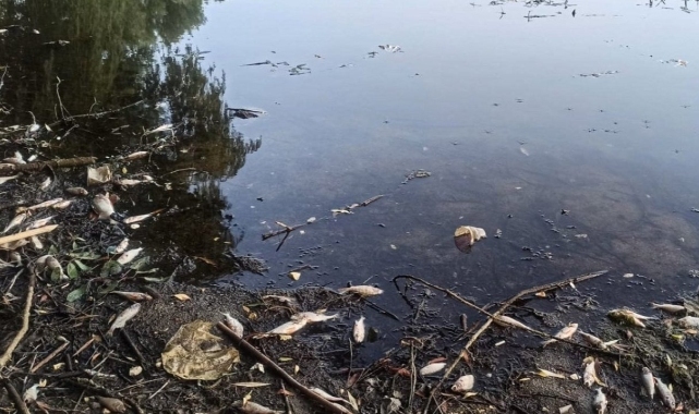 Gölcük Gölü'nde Balık Ölümleri Endişelendirdi