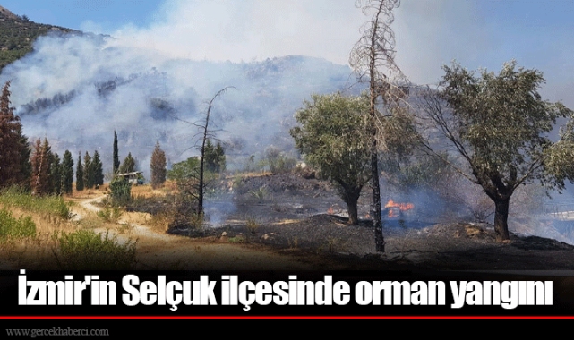 İzmir'in Selçuk ilçesinde orman yangını