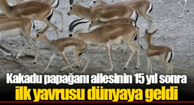 Kakadu papağanı ailesinin 15 yıl sonra ilk yavrusu dünyaya geldi