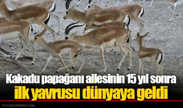 Kakadu papağanı ailesinin 15 yıl sonra ilk yavrusu dünyaya geldi