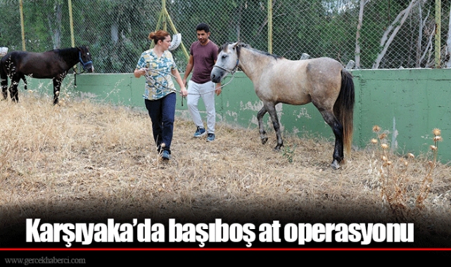 Karşıyaka’da başıboş at operasyonu