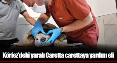 Körfez’deki yaralı Caretta carettaya yardım eli