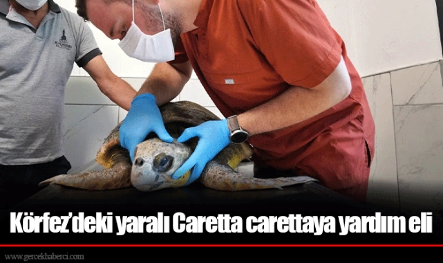 Körfez’deki yaralı Caretta carettaya yardım eli