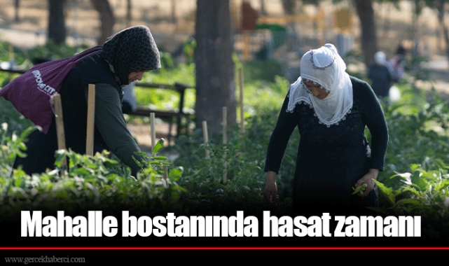Mahalle bostanında hasat zamanı