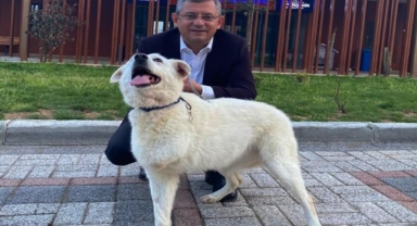 Özgür Özel'den sokak hayvanları teklifine dair paylaşım