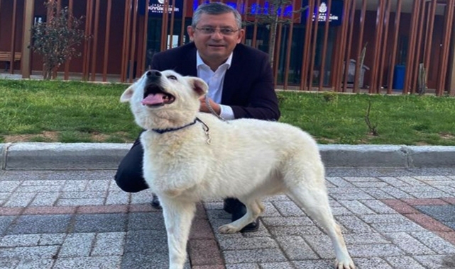 Özgür Özel'den sokak hayvanları teklifine dair paylaşım