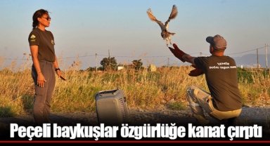 Peçeli baykuşlar özgürlüğe kanat çırptı
