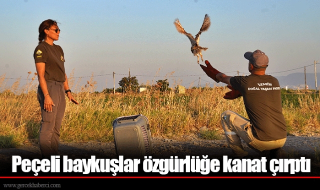 Peçeli baykuşlar özgürlüğe kanat çırptı