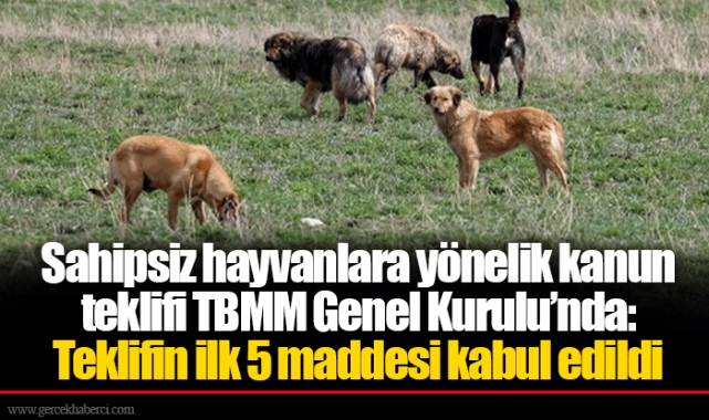 Sahipsiz hayvanlara yönelik kanun teklifi TBMM Genel Kurulu’nda: Teklifin ilk 5 maddesi kabul edildi
