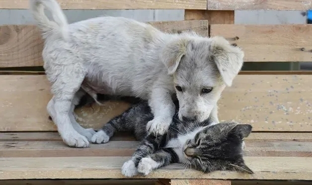 Sahipsiz sokak hayvanlarıyla ilgili yasa teklifinde flaş gelişme!