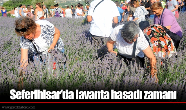 Seferihisar'da lavanta hasadı zamanı