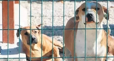 Sokak hayvanlarına ilişkin kanun teklifi 1 Ağustos'a kadar görüşülecek