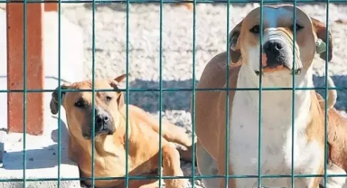 Sokak köpeklerine yönelik düzenlemede 'ötanazi' terimi yasa teklifinden çıkarıldı