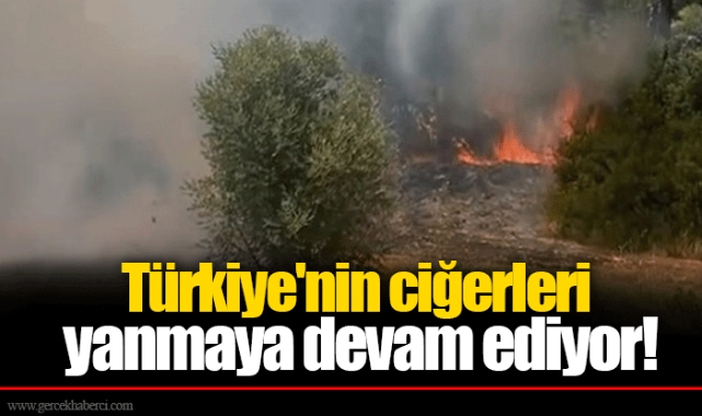 Türkiye'nin ciğerleri yanmaya devam ediyor!