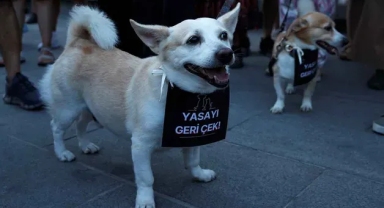Uluslararası havyan hakları örgütlerinden TBMM'ye mektup: 'Kısırlaştır, aşıla ve bırak'