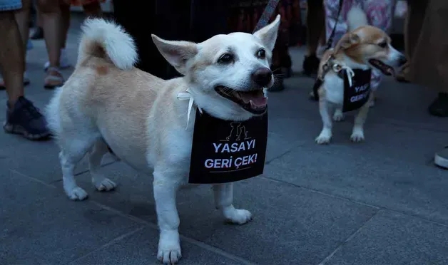 Uluslararası havyan hakları örgütlerinden TBMM&#039;ye mektup: &#039;Kısırlaştır, aşıla ve bırak&#039;