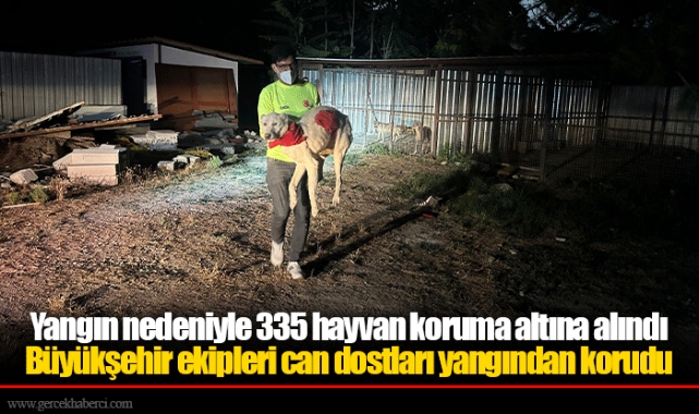 Yangın nedeniyle 335 hayvan koruma altına alındı
