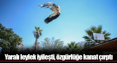 Yaralı leylek iyileşti, özgürlüğe kanat çırptı