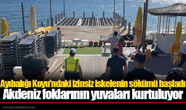 Akdeniz foklarının yuvaları kurtuluyor