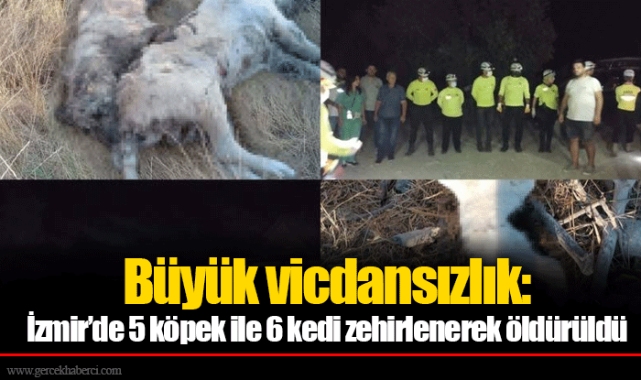 Büyük vicdansızlık: İzmir’de 5 köpek ile 6 kedi zehirlenerek öldürüldü