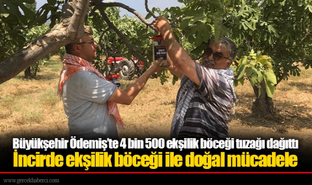 Büyükşehir Ödemiş’te 4 bin 500 ekşilik böceği tuzağı dağıttı