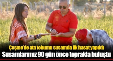 Çeşme’de ata tohumu susamda ilk hasat yapıldı