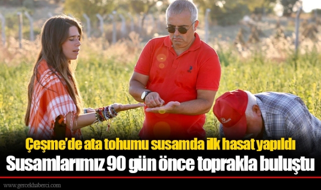 Çeşme’de ata tohumu susamda ilk hasat yapıldı