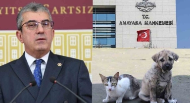 CHP'den sokak hayvanları için AYM'ye 182 sayfalık dilekçe
