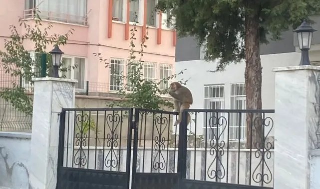 Çorum’da maymun saldırısı: Evden kaçıp genç kızı ısırdı, her yerde aranıyor