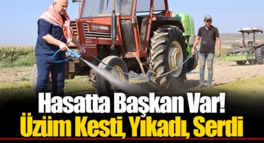 Hasatta Başkan Var! Üzüm Kesti, Yıkadı, Serdi