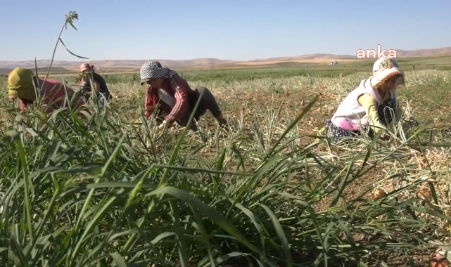 Hayat pahalılığı karşısında tarım işçileri de zor durumda: "Her şey pahalı oldu. Yevmiye 600, bir teneke yağ 1000 TL"
